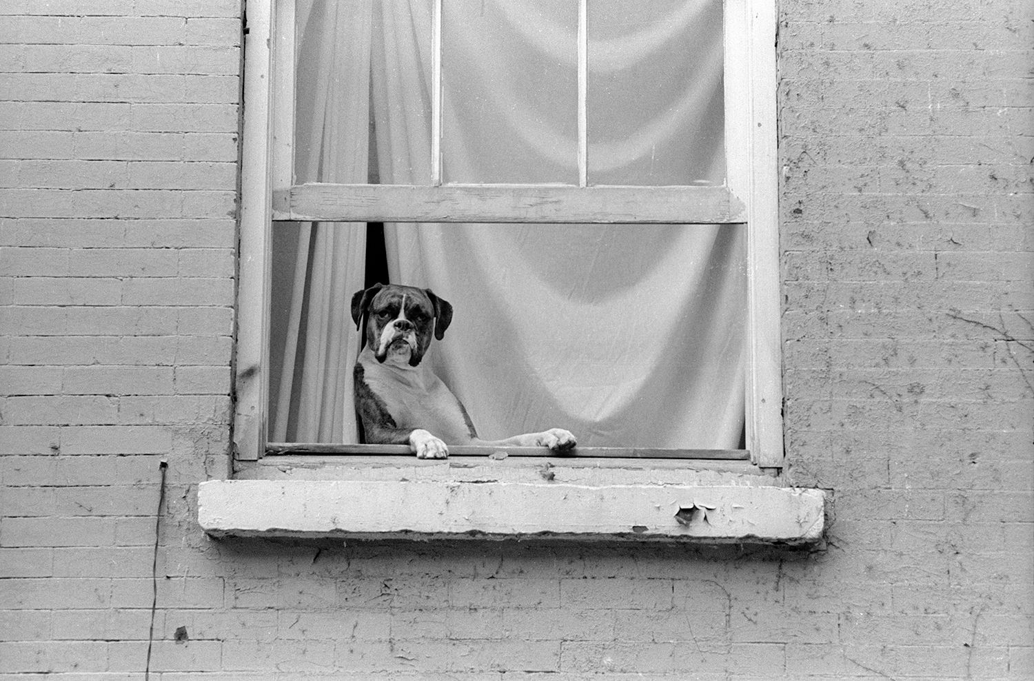 Bernsteinlen Dog In Window
